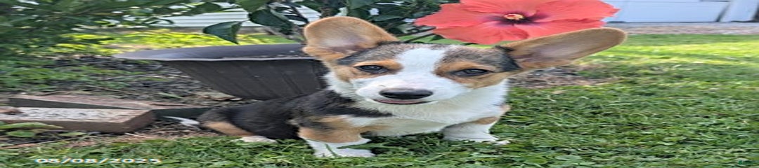 Charlie