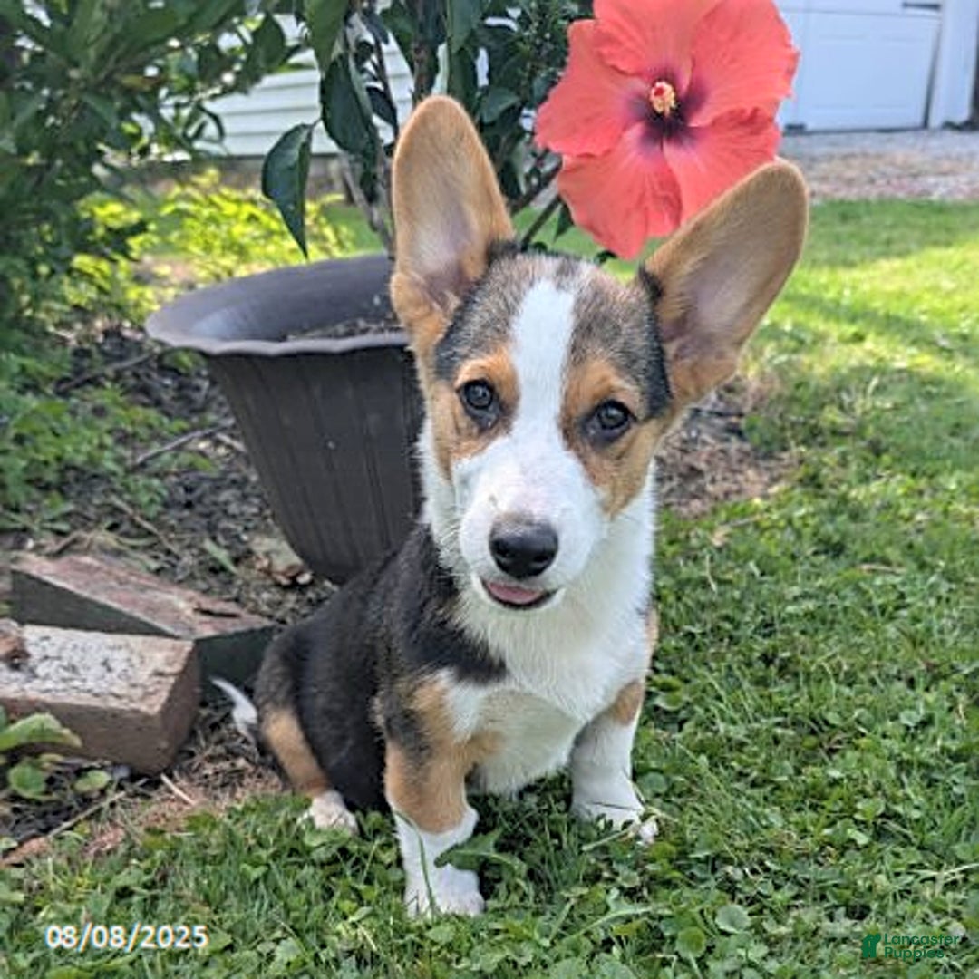 Welsh Corgi Pembroke dogs for sale: Charlie - Image 1