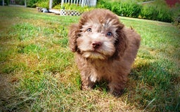 Havapoo dogs for sale: Harmony - Image 5