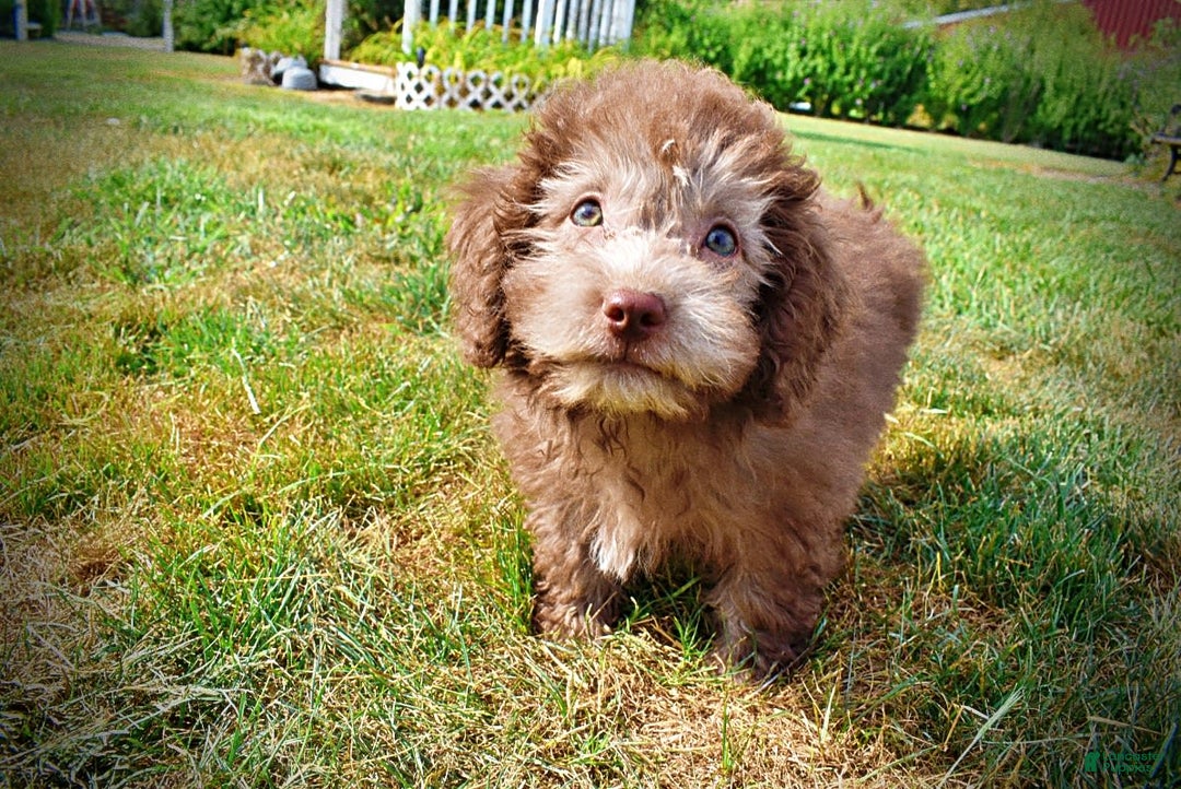 Havapoo dogs for sale: Harmony - Image 5