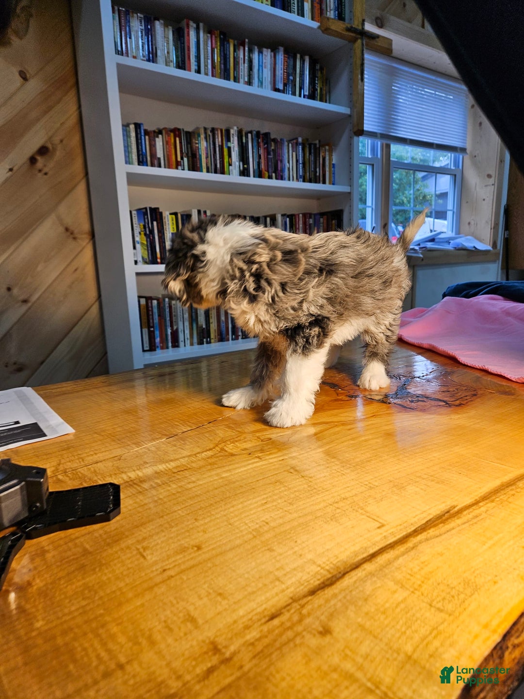 Portuguese Water Dog dogs for sale: Skylar - Image 2