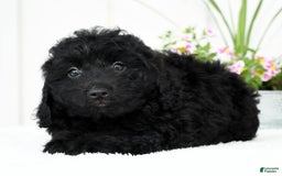 Mini Goldendoodle dogs for sale: Harry - Image 3