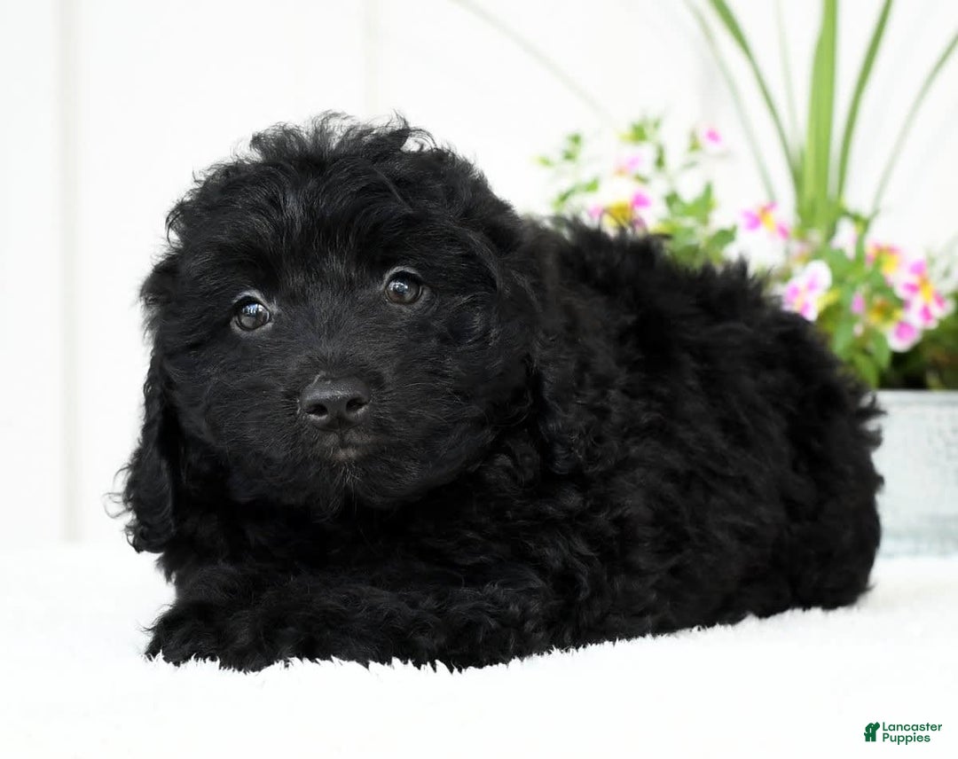 Mini Goldendoodle dogs for sale: Harry - Image 3