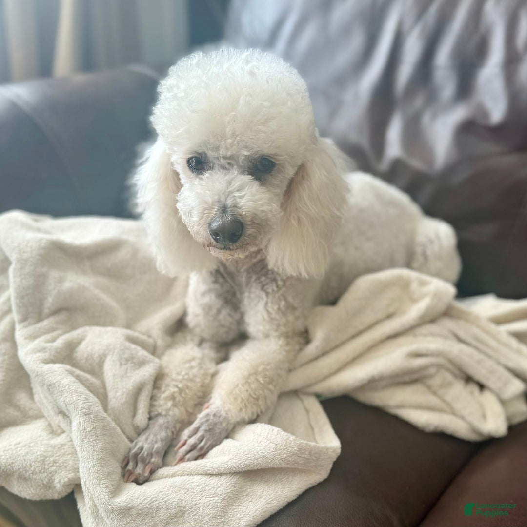 Miniature Poodle dogs for sale: Boy1 - Image 4