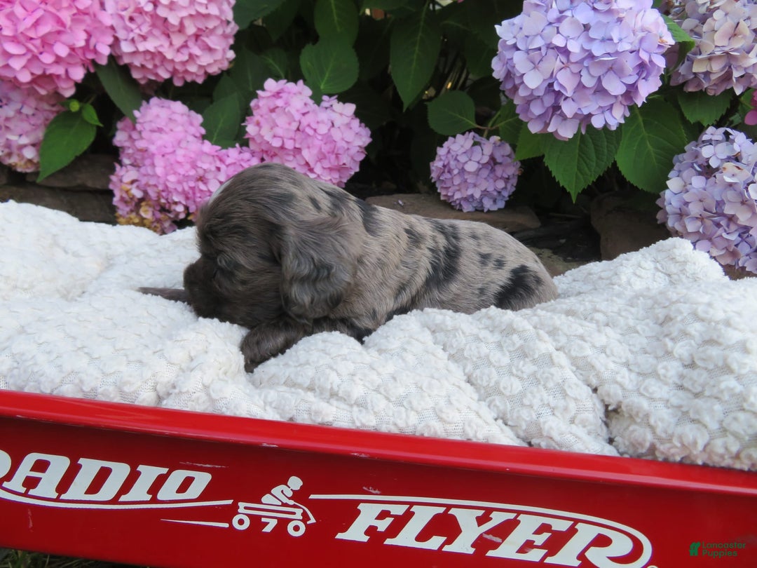 Cocker Spaniel dogs for sale: Milo - Image 5