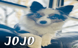 Aussiedoodle dogs for sale: Junie - Image 3