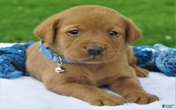 Labrador Retriever dogs for sale: Firecracker - Image 2