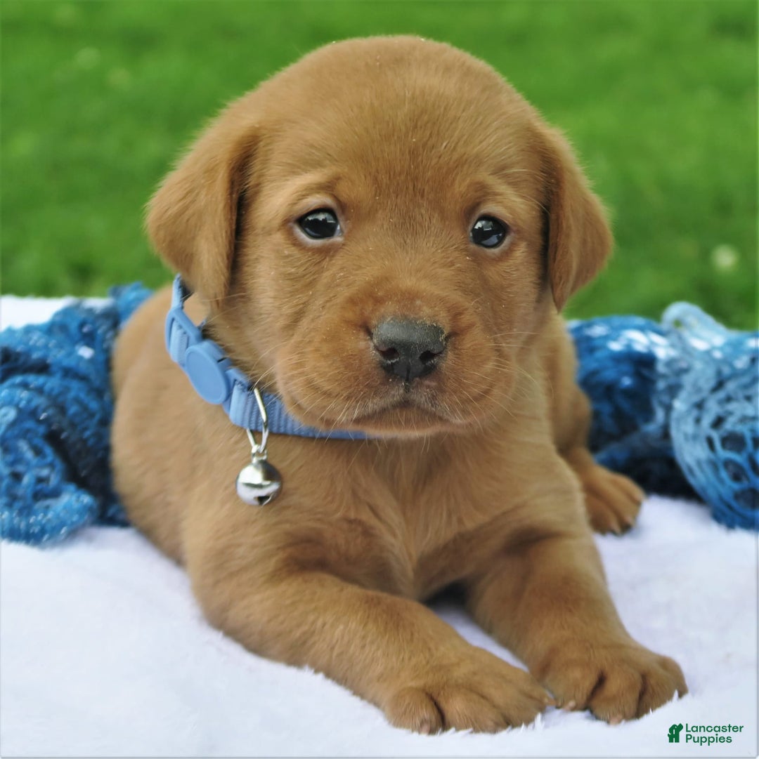 Labrador Retriever dogs for sale: Firecracker - Image 2