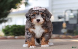 Mini Bernedoodle dogs for sale: Mini Bernedoodle 9 puppies - Image 1