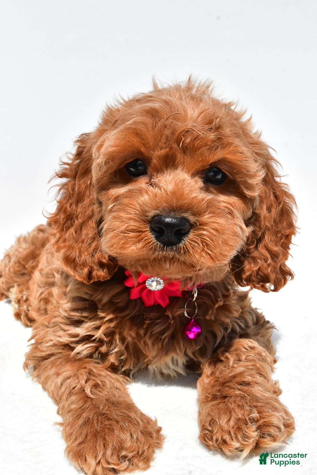 Cockapoo dogs for sale: Lilly - Image 5