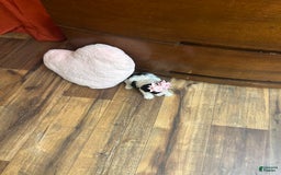 Yorkiepoo dogs for sale: Cherry - Image 10