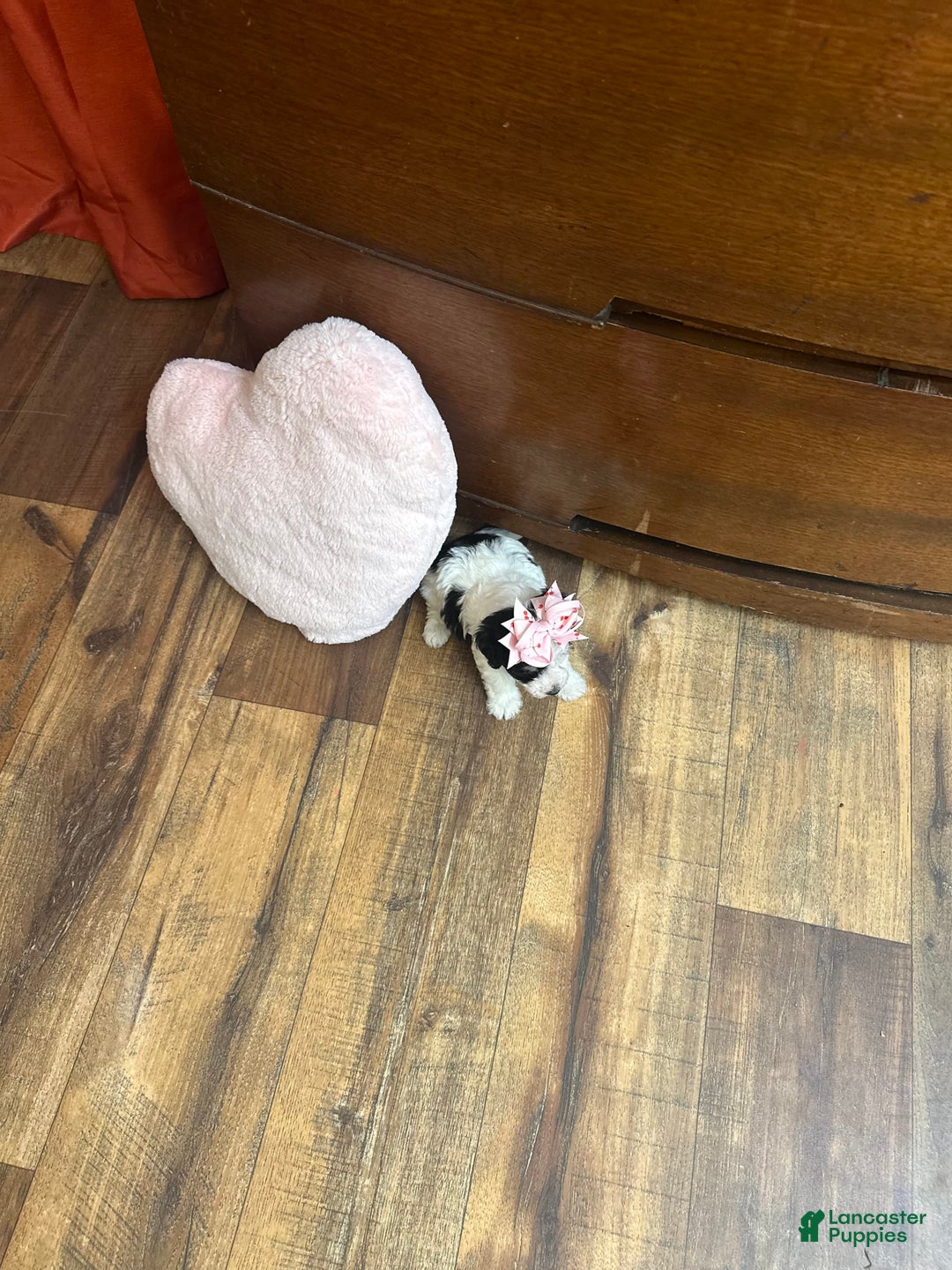 Yorkiepoo dogs for sale: Cherry - Image 10