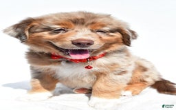 Miniature Australian Shepherd dogs for sale: Miniature Australian Shepherd 7 puppies - Image 27
