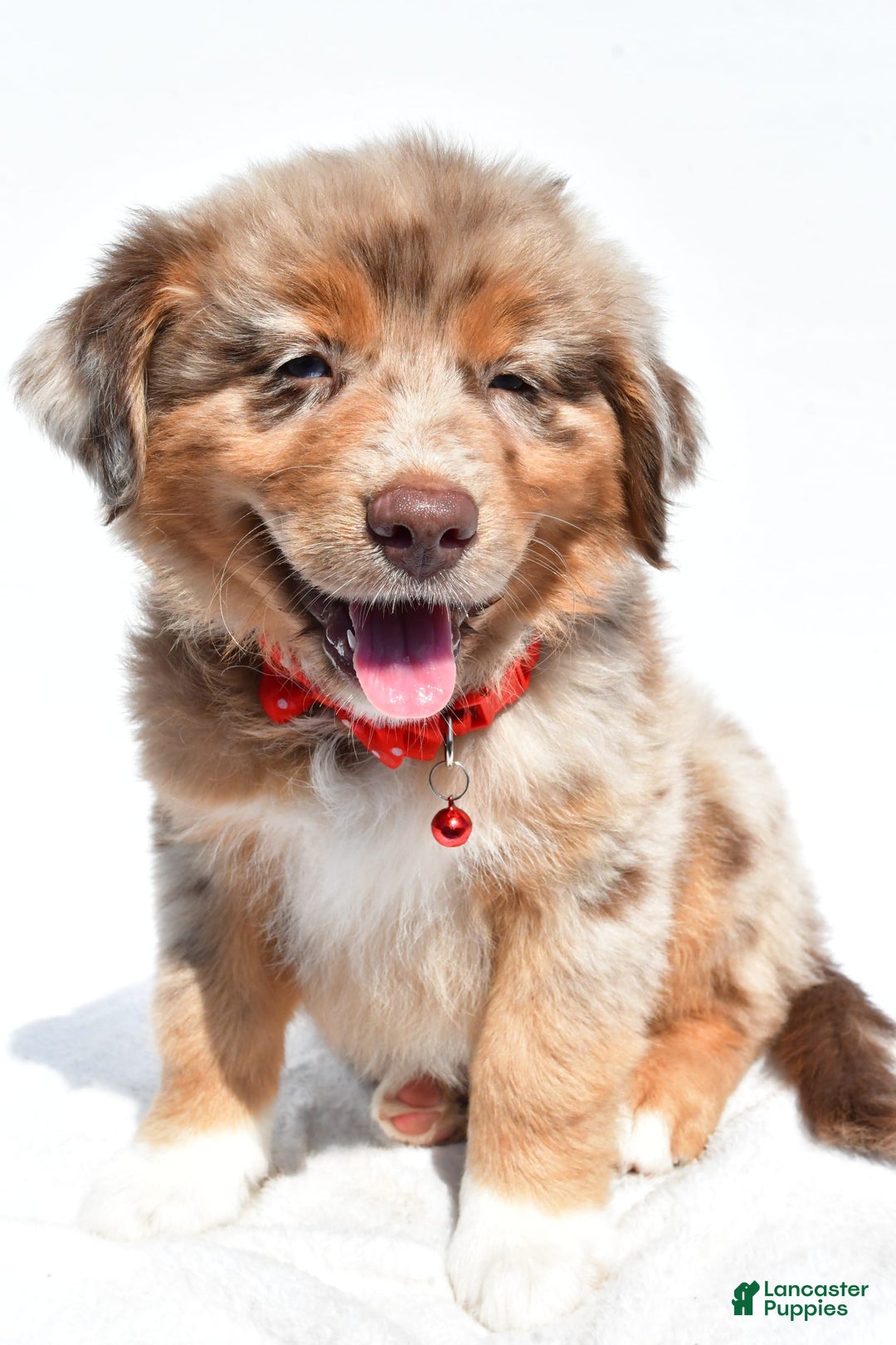 Miniature Australian Shepherd dogs for sale: Miniature Australian Shepherd 7 puppies - Image 27