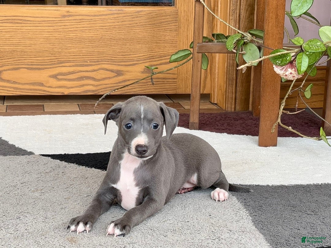 Italian Greyhound dogs for sale: JJ - Image 1