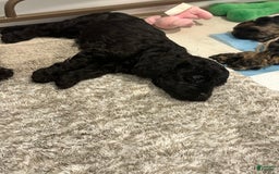 Mini Goldendoodle dogs for sale: Males Litter 2 - Image 2