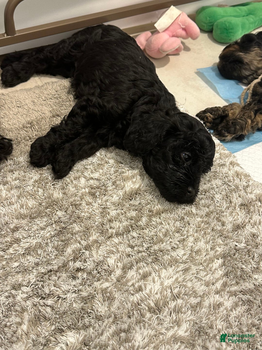 Mini Goldendoodle dogs for sale: Males Litter 2 - Image 2