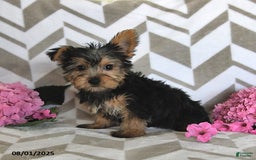 Yorkshire Terrier dogs for sale: Owen - Image 3