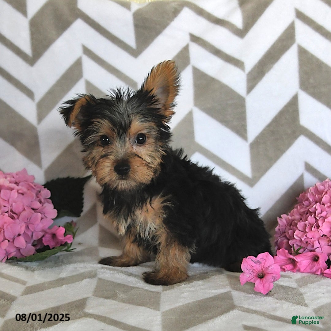 Yorkshire Terrier dogs for sale: Owen - Image 3