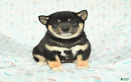 Shiba Inu dogs for sale: Warrior - Image 4