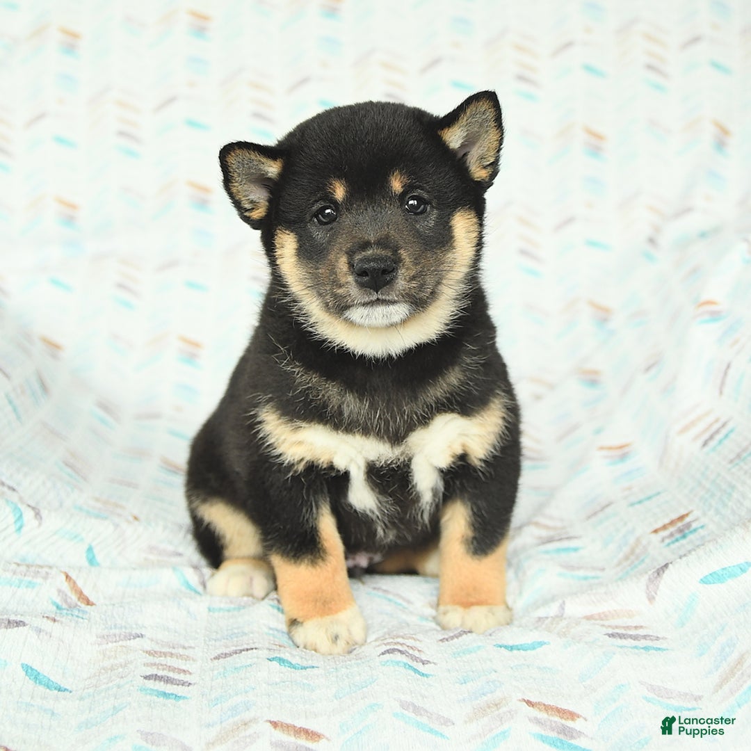 Shiba Inu dogs for sale: Warrior - Image 4