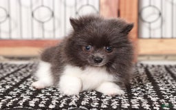 Pomeranian dogs for sale: Storm - Image 1