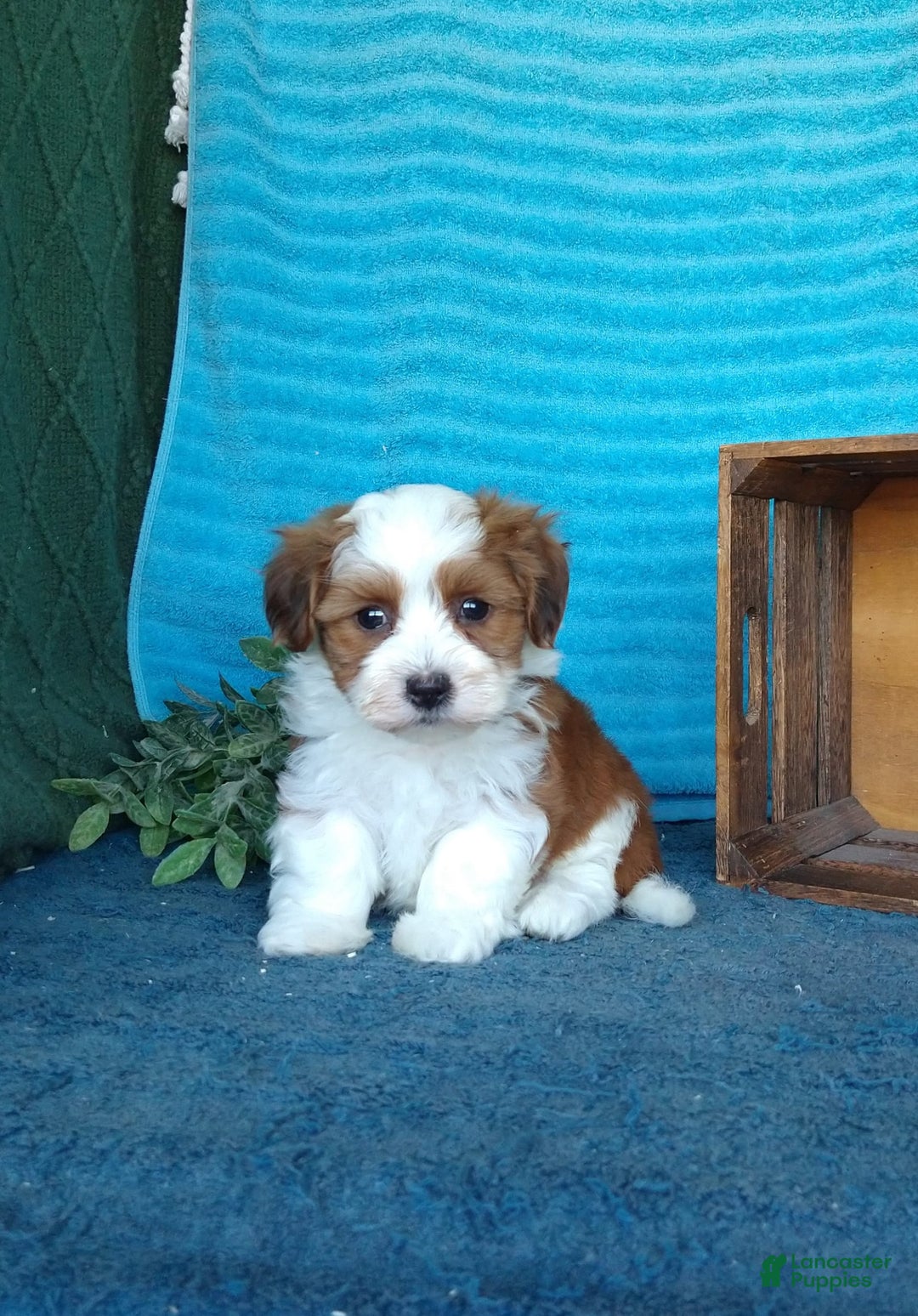 Havanese dogs for sale: Chase - Image 6