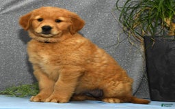 Golden Retriever dogs for sale: Marla - Image 8