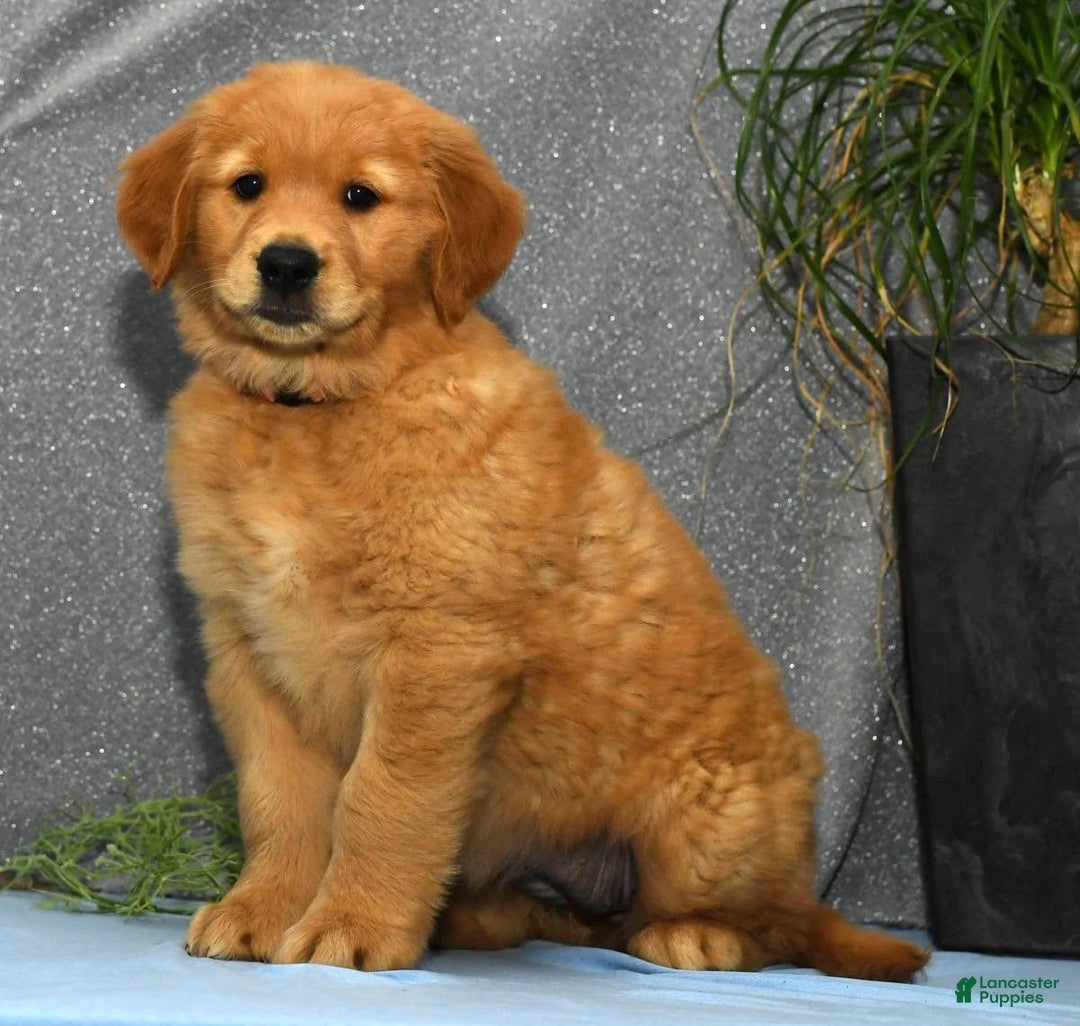 Golden Retriever dogs for sale: Marla - Image 8