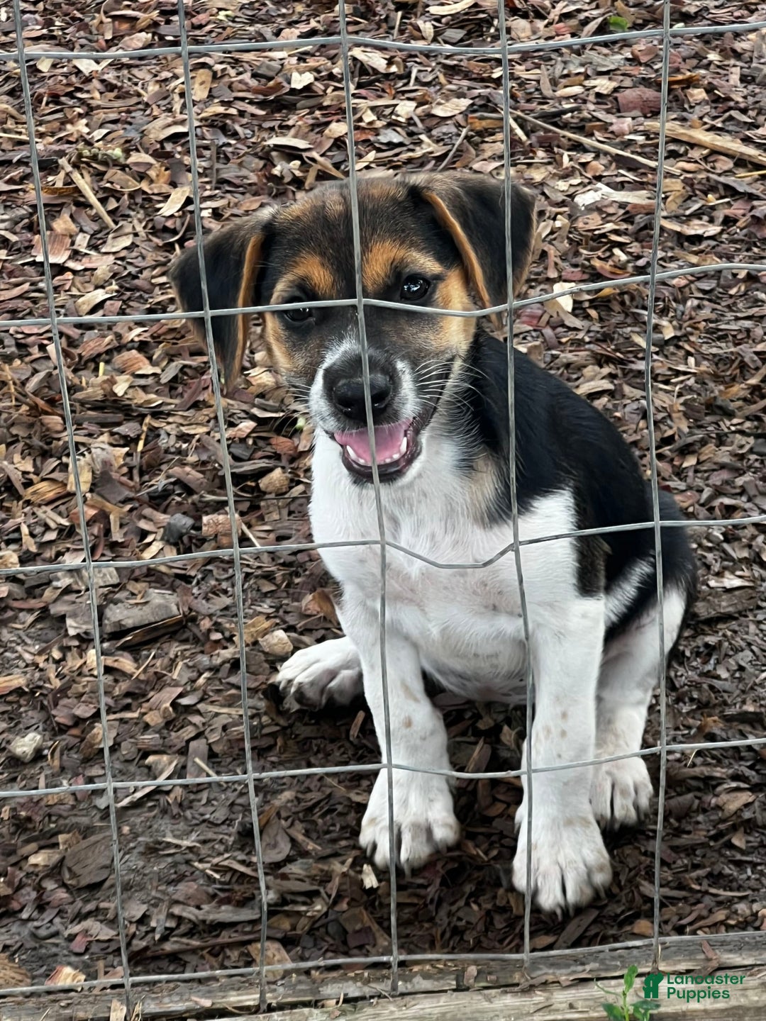 Beagle dogs for sale: Betsy - Image 2