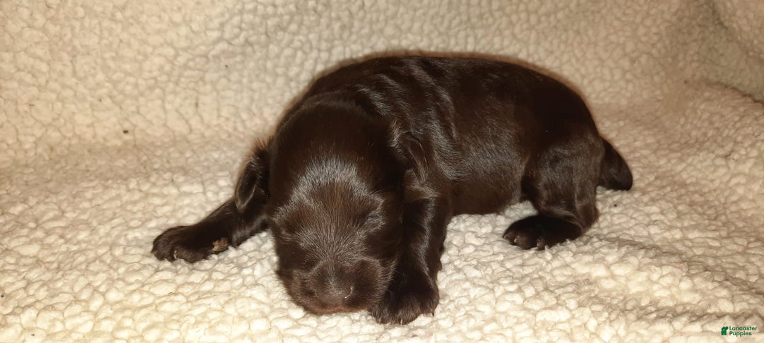 Miniature Schnauzer dogs for sale: Boy1 - Image 9