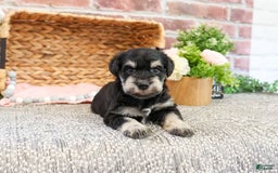 Miniature Schnauzer dogs for sale: Amity - Image 3