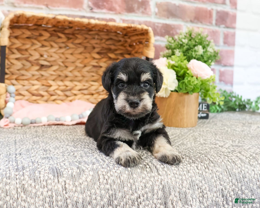Miniature Schnauzer dogs for sale: Amity - Image 3