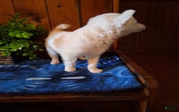 Chinese Crested dogs for sale: Teddy - Image 13