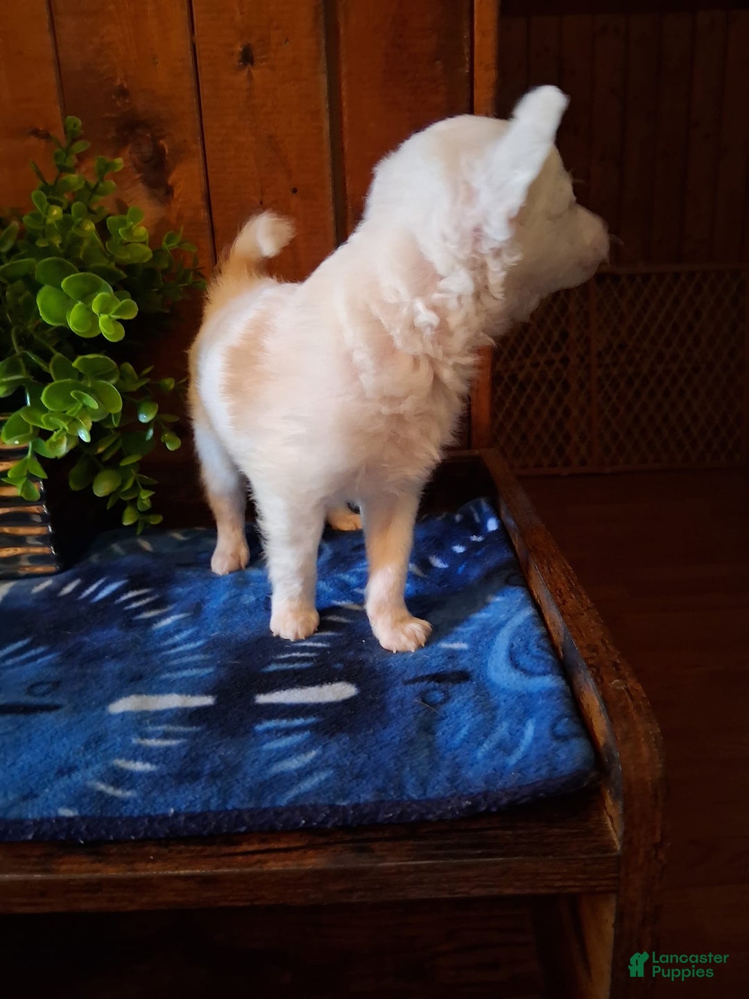 Chinese Crested dogs for sale: Teddy - Image 13