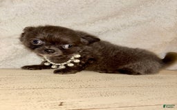 Chihuahua dogs for sale: Rare Blue Long Coat Boy - Image 3