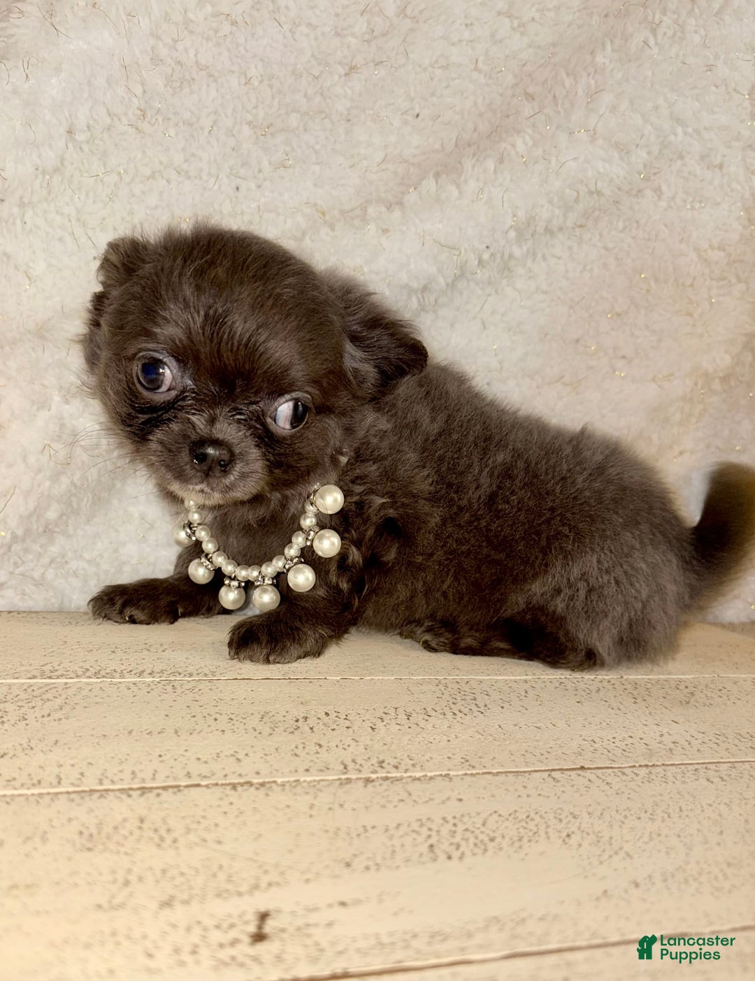 Chihuahua dogs for sale: Rare Blue Long Coat Boy - Image 3