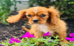 Cavalier King Charles Spaniel dogs for sale: Carl - Image 6