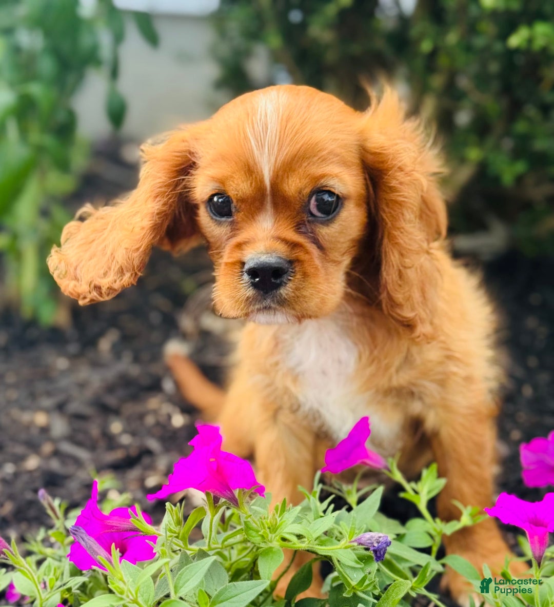 Cavalier King Charles Spaniel dogs for sale: Carl - Image 6