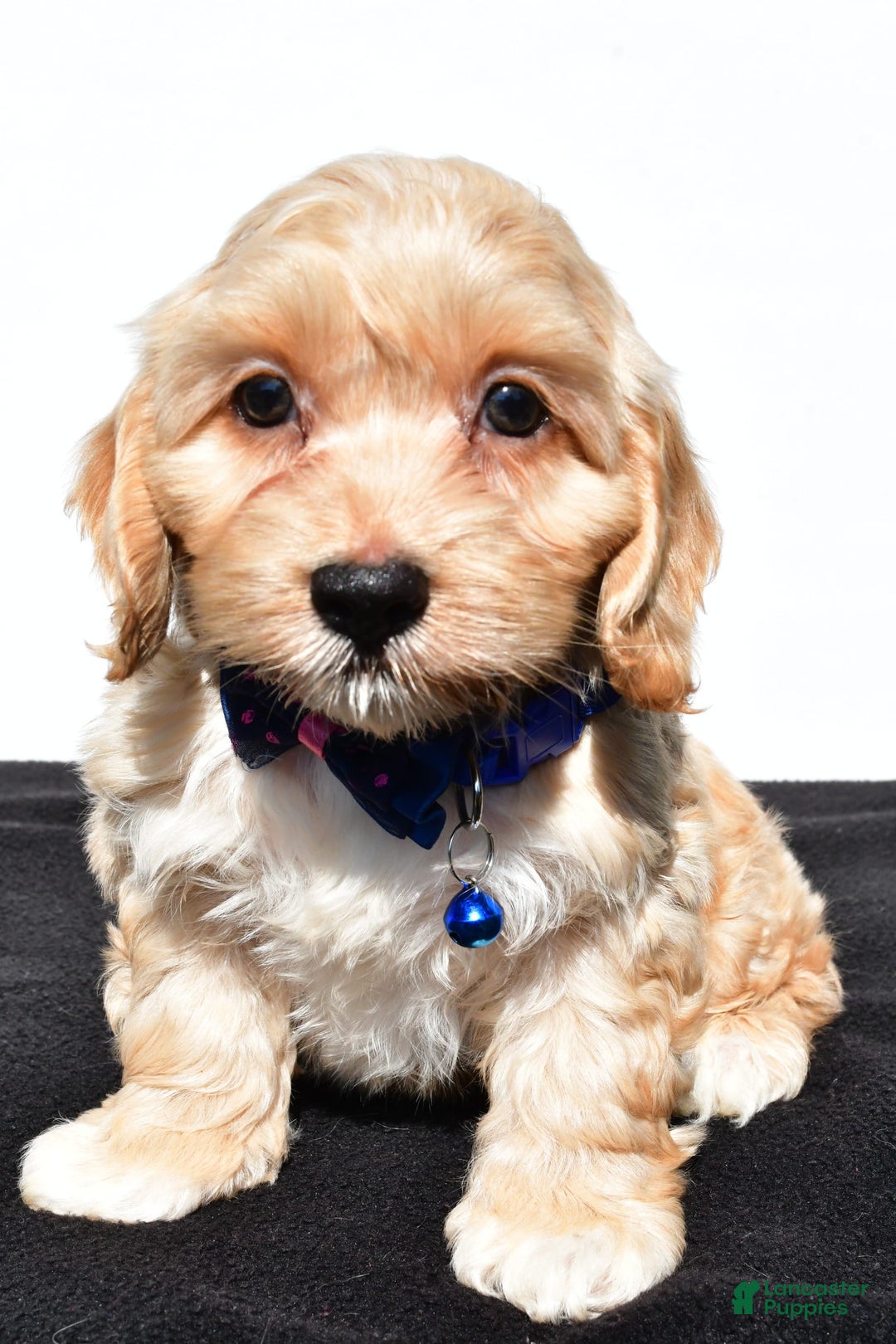 Cockapoo dogs for sale: Wes - Image 6
