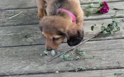 Dachshund dogs for sale: Lena - Image 10