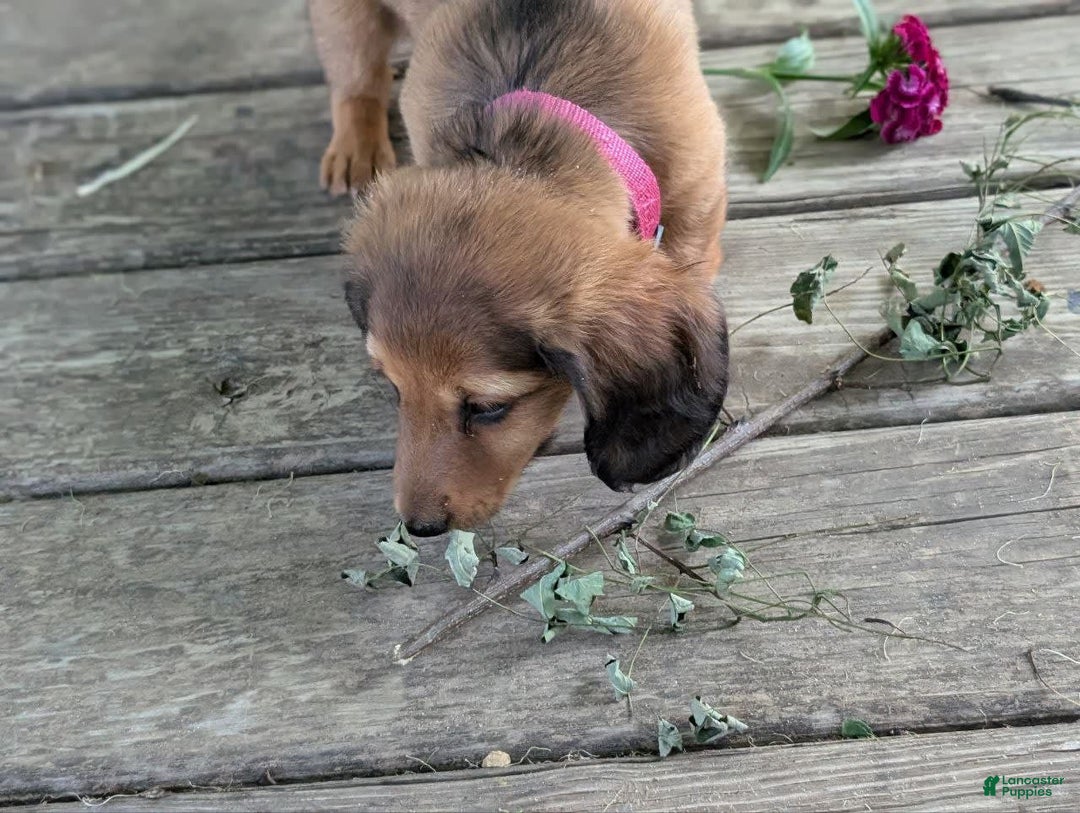 Dachshund dogs for sale: Lena - Image 10