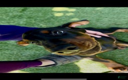 Doberman Pinscher dogs for sale: Jet Euro Championship Line Doberman - Image 12