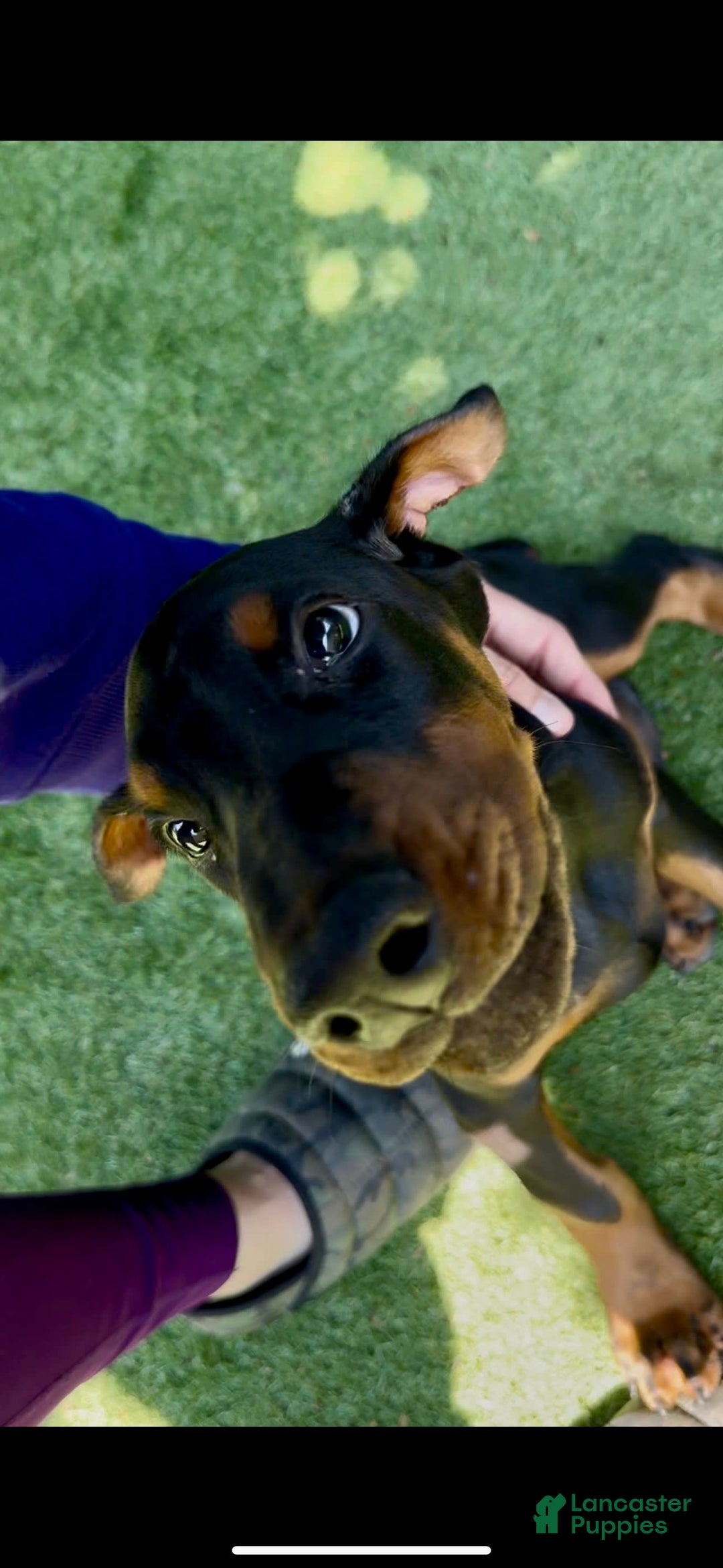 Doberman Pinscher dogs for sale: Jet Euro Championship Line Doberman - Image 12
