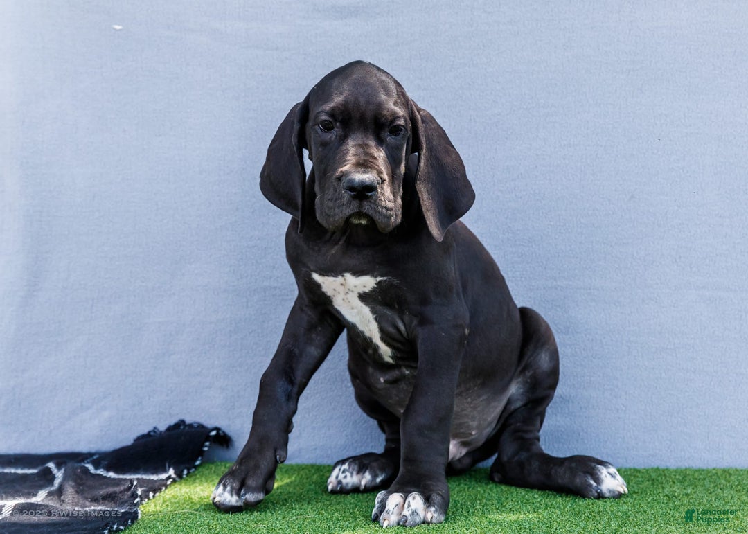 Great Dane dogs for sale: Jasper - Image 7