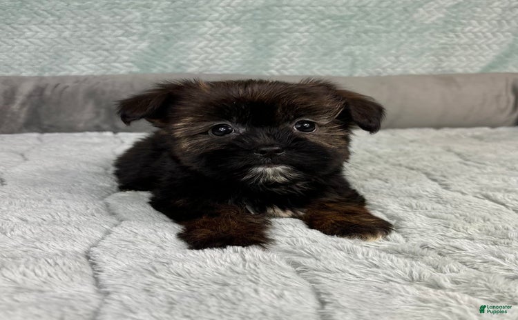 Shorkie dogs - Advert 9