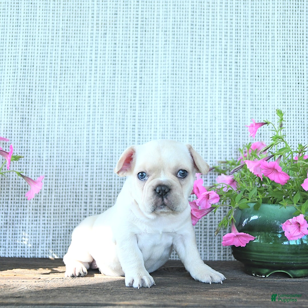 French Bulldog dogs for sale: Lilac - Image 1