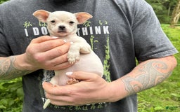 Chihuahua dogs for sale: Bianca - Image 12