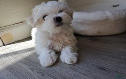 Maltese dogs for sale: Pepe - Image 12