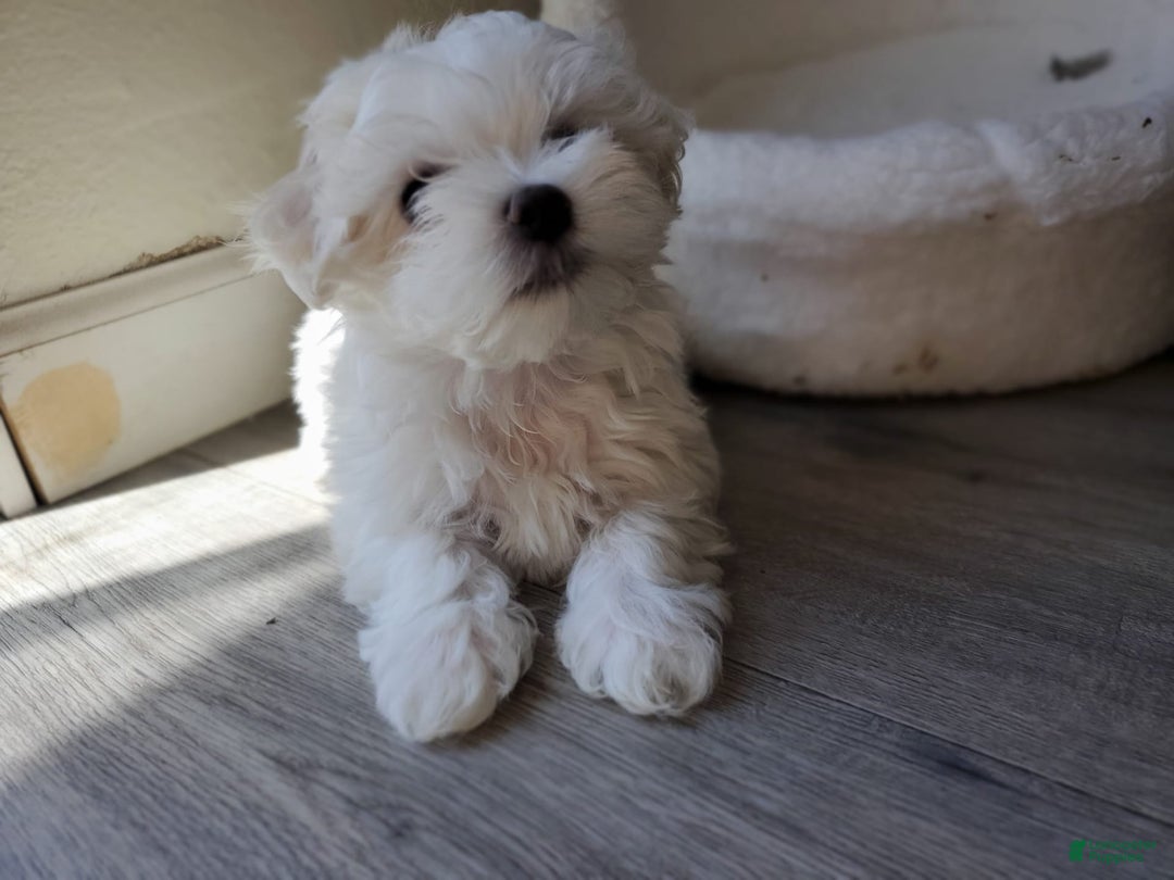 Maltese dogs for sale: Pepe - Image 12